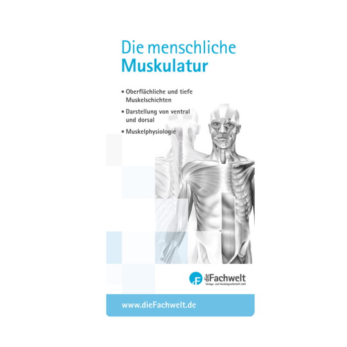 Falzbroschüre Die menschliche Muskulatur – Kompakt, anschaulich & lehrreich