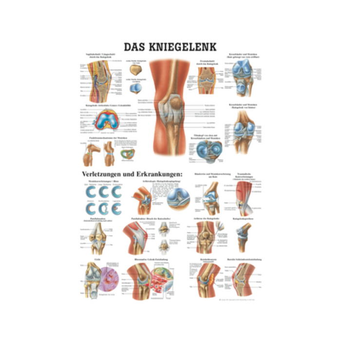 Anatomie Tafel: Das Kniegelenk – Klar, fachgerecht & praxisnah