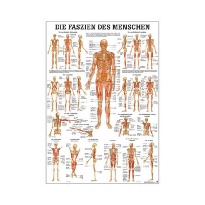 Anatomie Tafel: Die Faszien des Menschen – Präzise & anschaulich erklärt