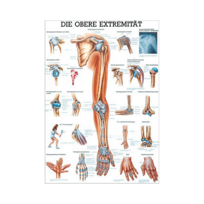 Rüdiger Anatomie Tafel, Obere Extremität
