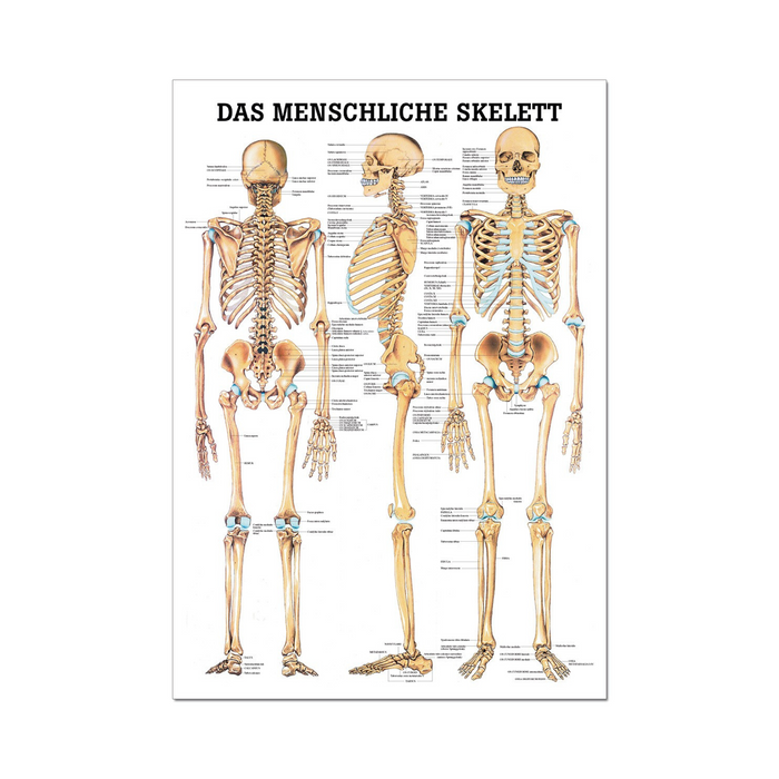 Rüdiger Anatomie Tafel, Das menschliche Skelett