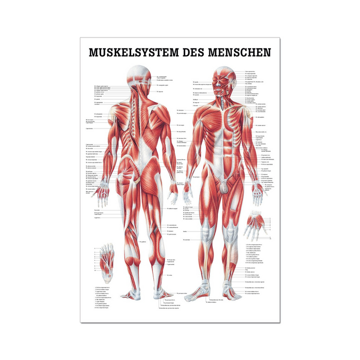 Rüdiger Anatomie Tafel, Muskelsystem des Menschen