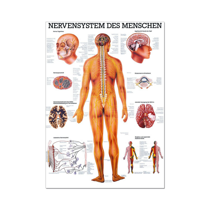 Rüdiger Anatomie Tafel, Nervensystem des Menschen