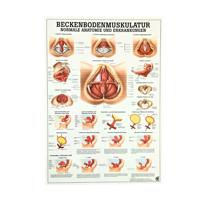 Rüdiger Anatomie Tafel Beckenboden Muskulatur
