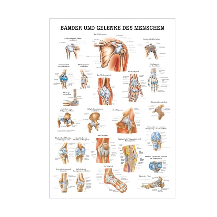 Rüdiger Anatomie Tafel, Bänder und Gelenke des Menschen