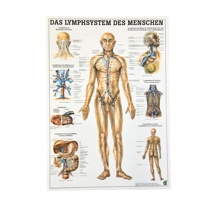 Rüdiger Anatomie Tafel, Das Lymphsystem des Menschen