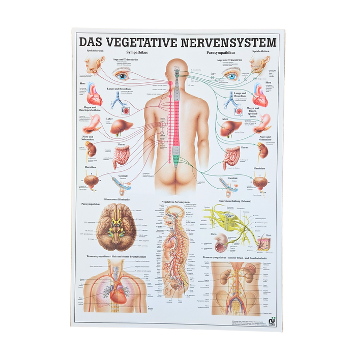 Rüdiger Anatomie Tafel, Vegetatives Nervensystem