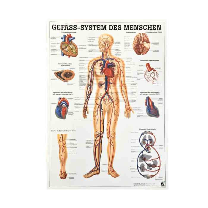 Rüdiger Anatomie, Gefäss-System des Menschen