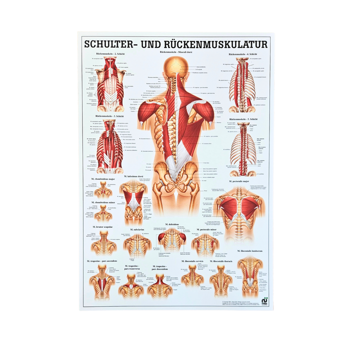 Rüdiger Anatomie Tafel, Schulter- und Rückenmuskulatur