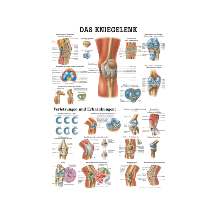 Rüdiger Anatomie Tafel, Das Kniegelenk
