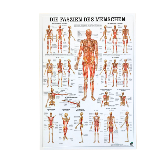 Rüdiger Anatomie Tafel, Die Faszien des Menschen