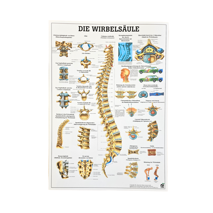Rüdiger Anatomie Tafel, Die Wirbelsäule