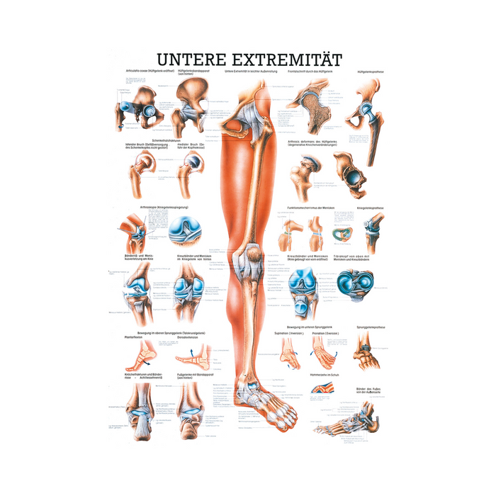 Rüdiger Anatomie Tafel, Untere Extremität